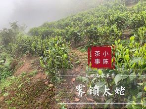 紫雾山茶叶：自然馈赠的清香之韵