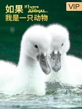 如果我是一只动物电影全52集