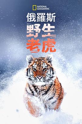 俄罗斯野生老虎电影正片